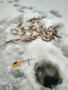 Rainbow trout — Novosibirskaya oblast, Jan 19, 2019