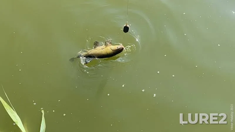 Tench — Rіvnenska oblast, Jun 27, 2021, 5:24 PM