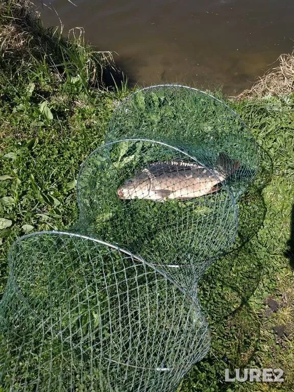 Carp — Lvіvska oblast, May 09, 2021, 12:45 PM