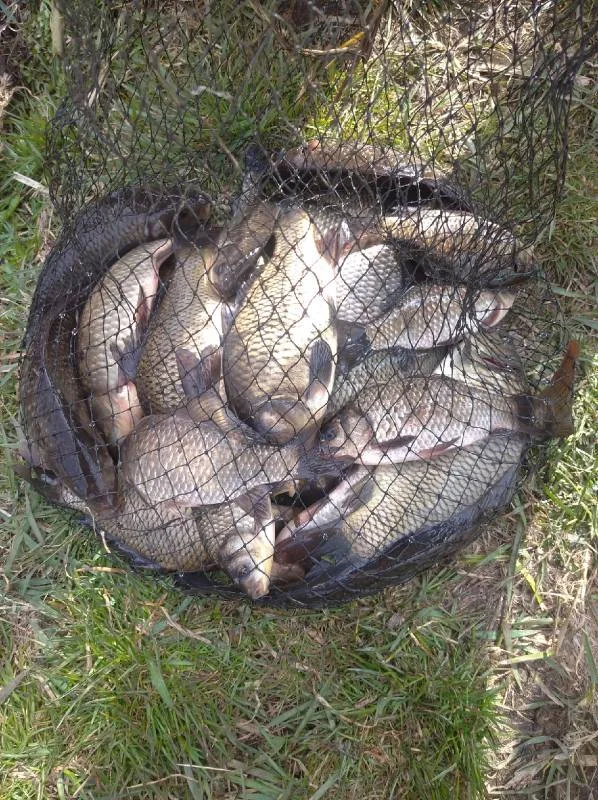 Карась