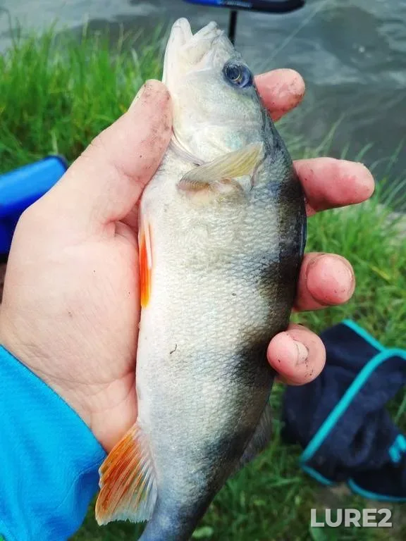 Perch — Basov Kut, May 28, 2019, 2:01 PM