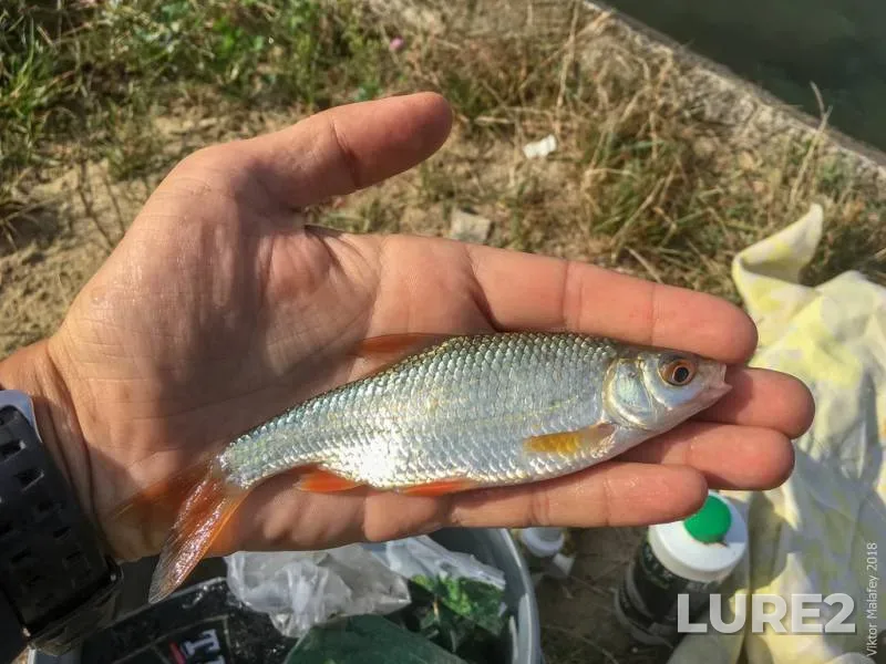 Roach — Basov Kut, Sep 12, 2018, 10:29 AM
