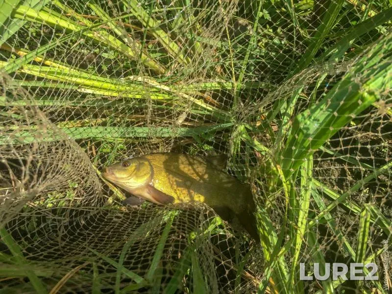 Tench — Rіvnenska oblast, Jun 02, 2018, 11:59 AM