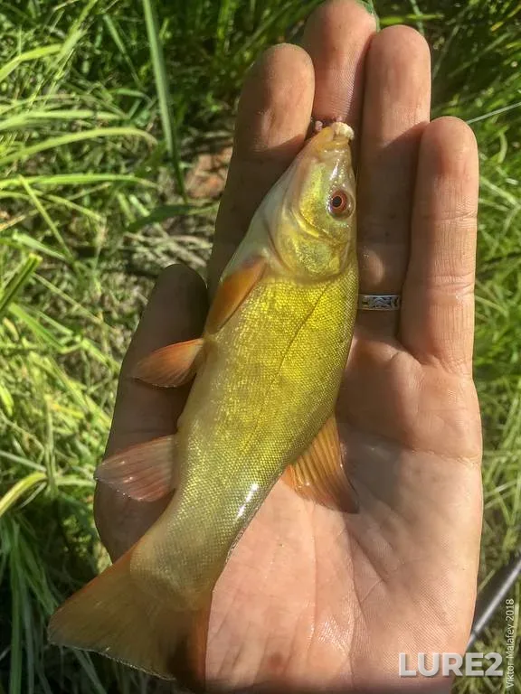 Tench — Rіvnenska oblast, Jun 02, 2018, 11:21 AM