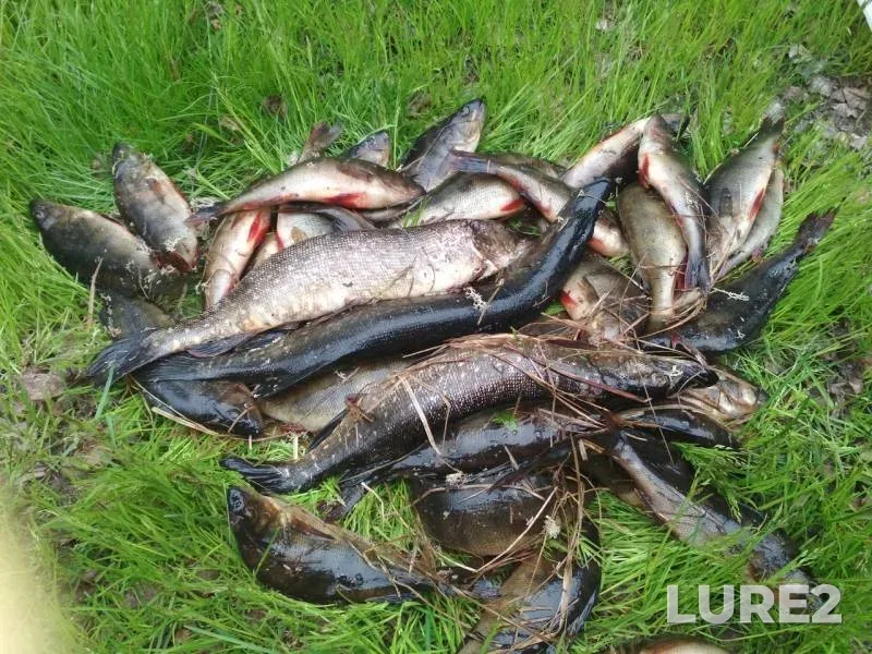 Perch, Pike — Umba, Jun 12, 2018