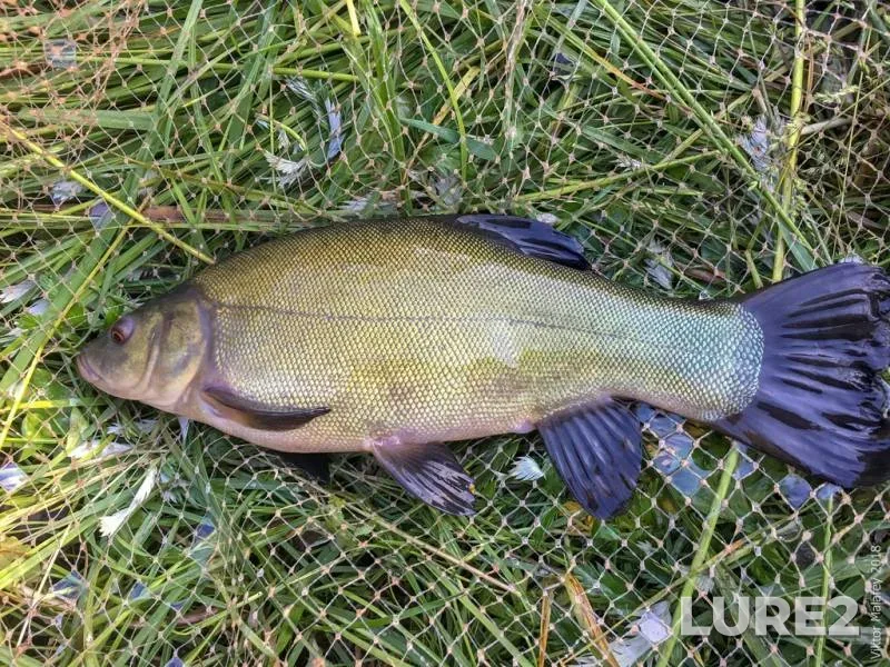 Bream, Roach — Drozdy, Aug 19, 2022