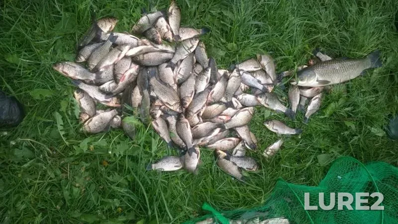 Bream, Zander — Sozh, Aug 19, 2022