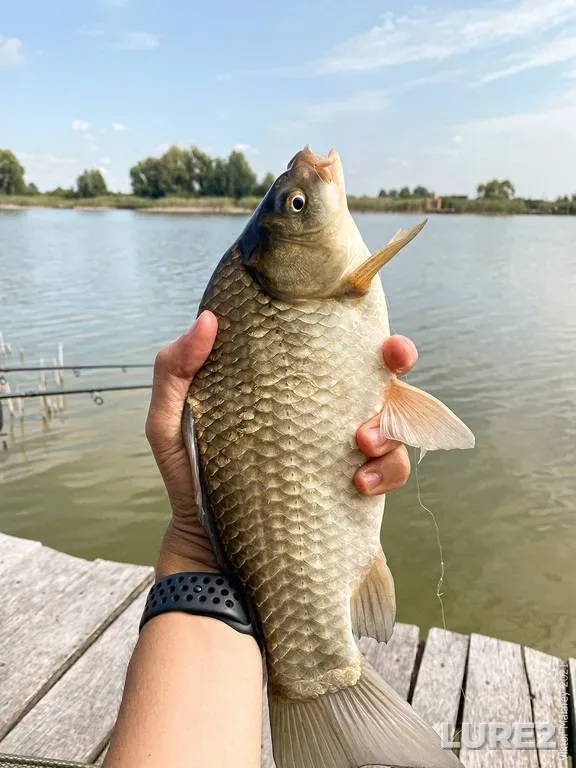 Crucian carp — Ikva, Aug 21, 2021, 11:34 AM