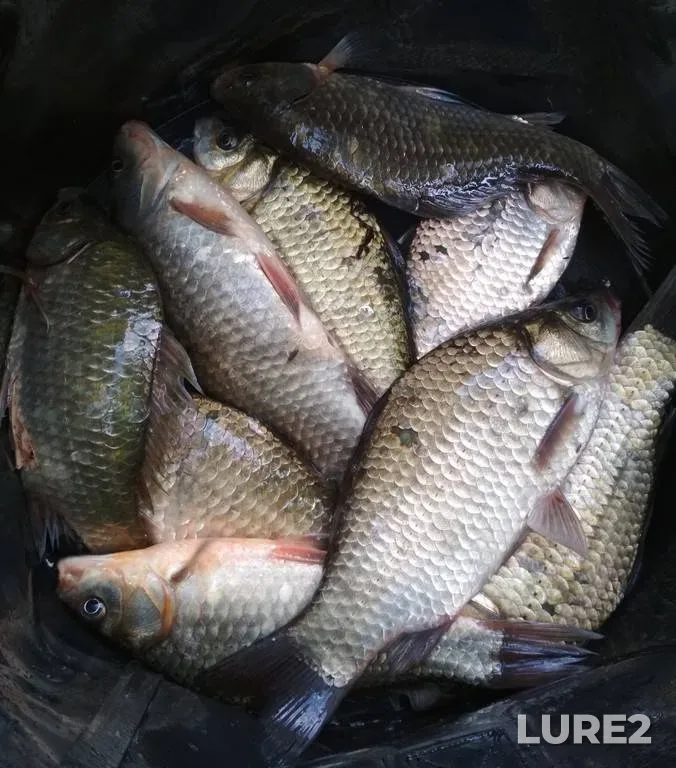 Crucian carp — Rіvnenska oblast, Jun 19, 2019