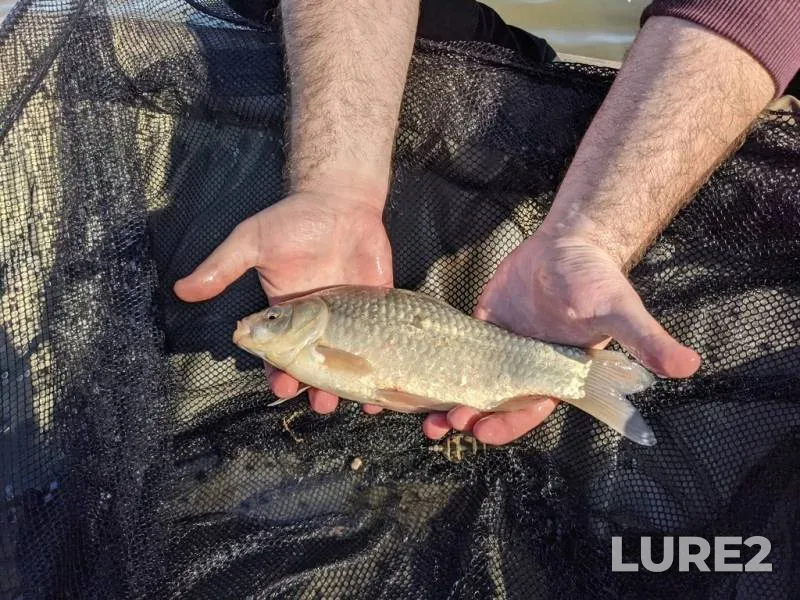 Crucian carp — Rіvnenska oblast, May 29, 2021, 8:29 AM