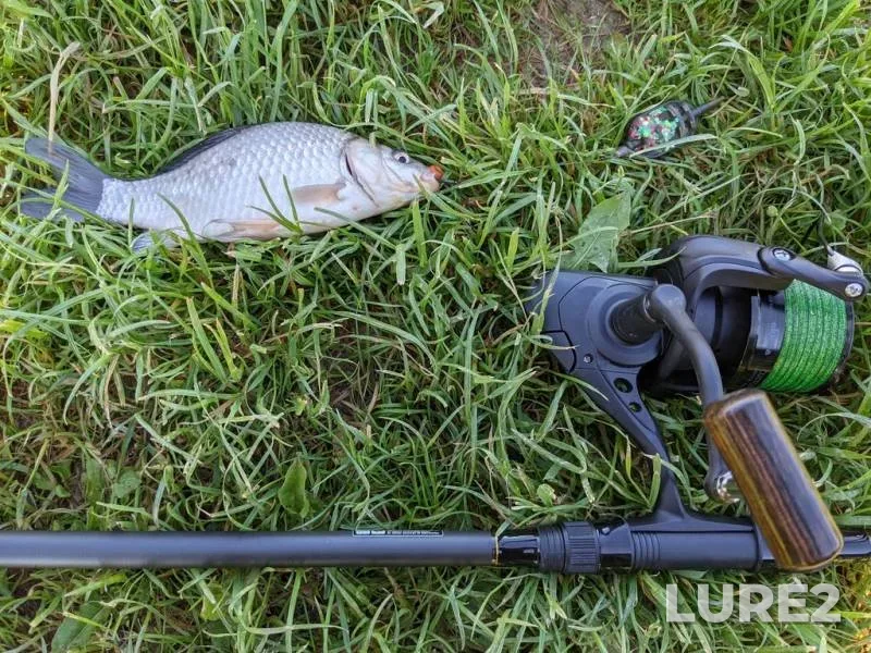 Crucian carp — Rіvnenska oblast, May 29, 2021, 8:17 AM
