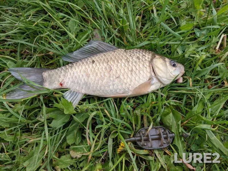Bream — Dnepr, Sep 03, 2023