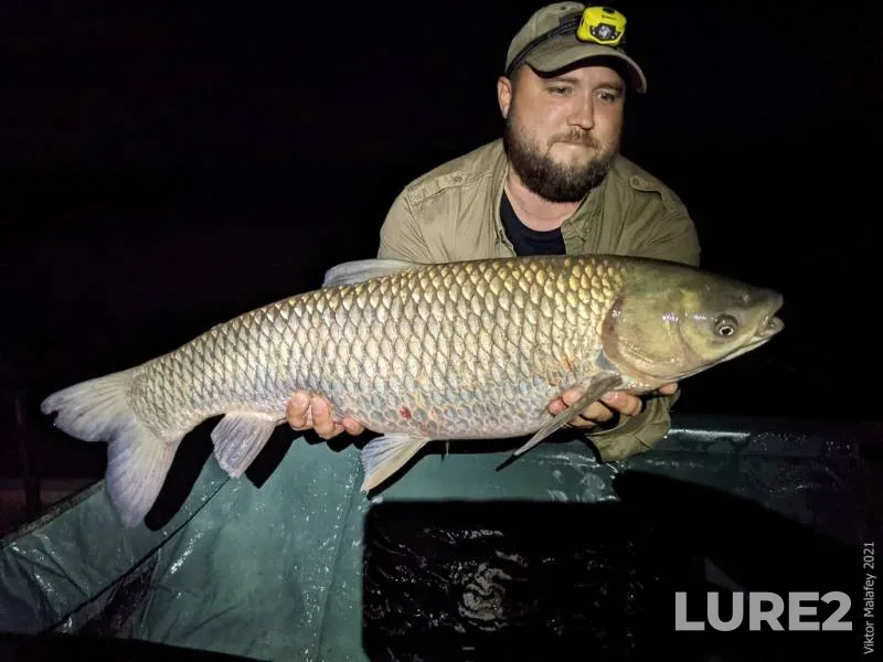 Wels catfish — Svisloch, Sep 22, 2023