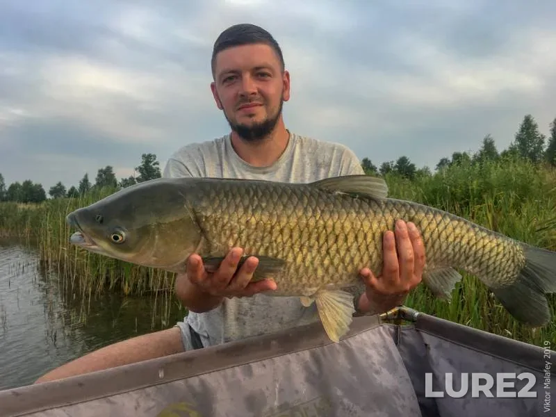 Grass carp — Volinska oblast, Jul 27, 2019, 8:08 PM