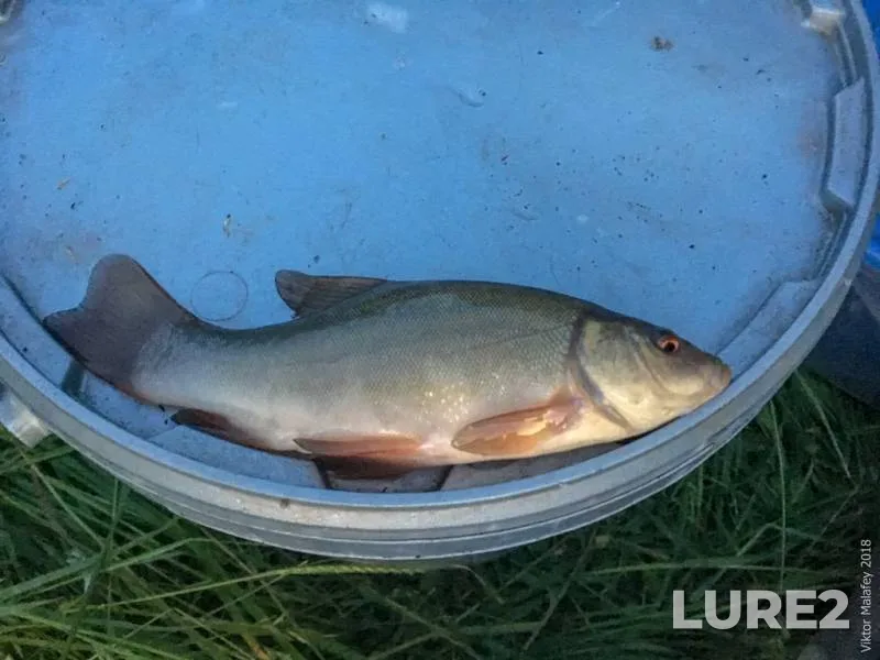 Tench — Rіvnenska oblast, Jun 02, 2018, 4:44 AM