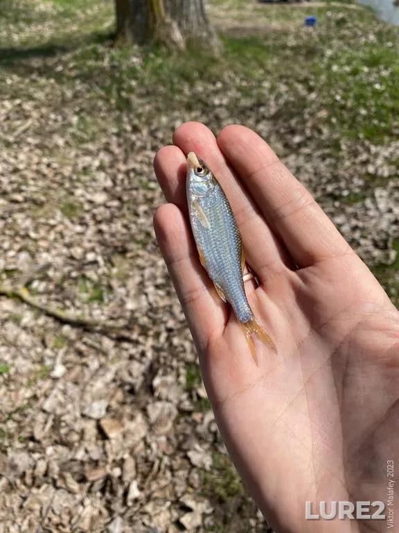 Roach — Rіvnenska oblast, Apr 22, 2023, 12:21 PM