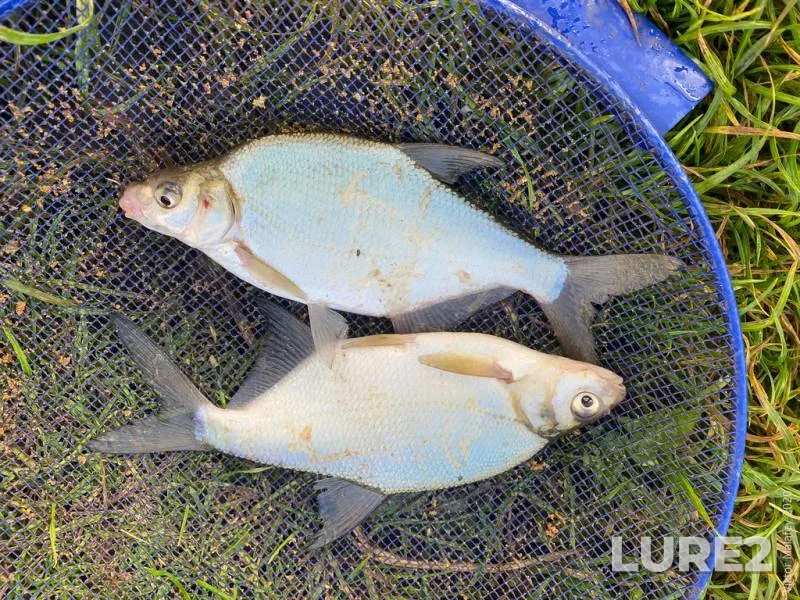Bream — Ternopіlska oblast, Jun 07, 2020