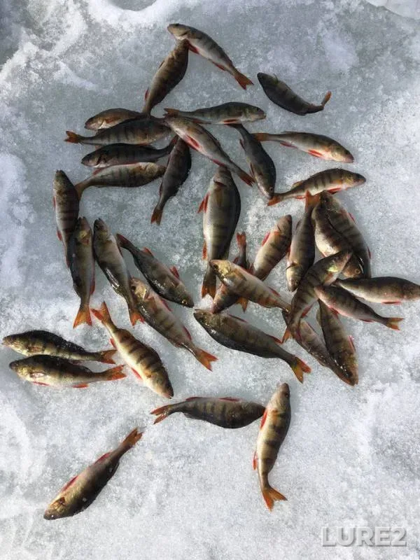 Perch — Nukkeshyavr, May 06, 2018