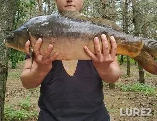 Bream, Roach — Vileyskoye, Dec 11, 2023