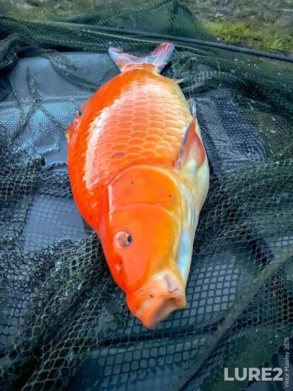 Carp — Lvіvska oblast, Apr 16, 2020, 8:49 PM