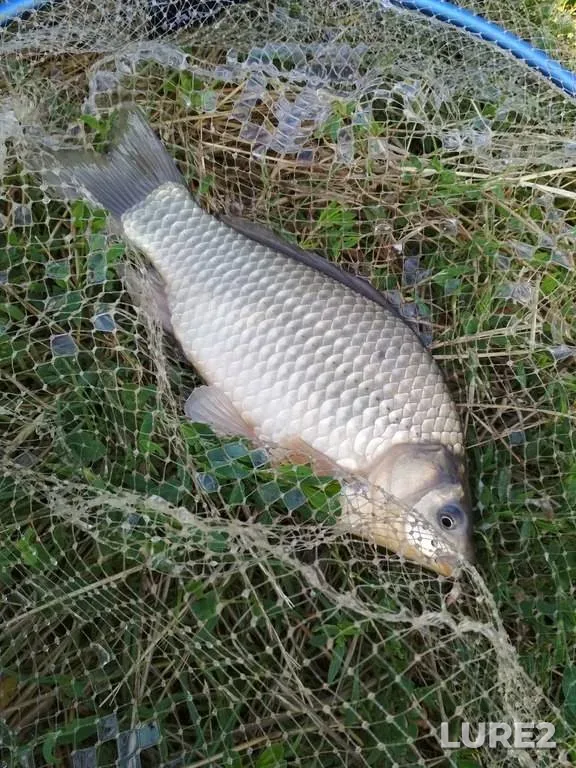Crucian carp — Basov Kut, Jul 27, 2019, 8:55 AM