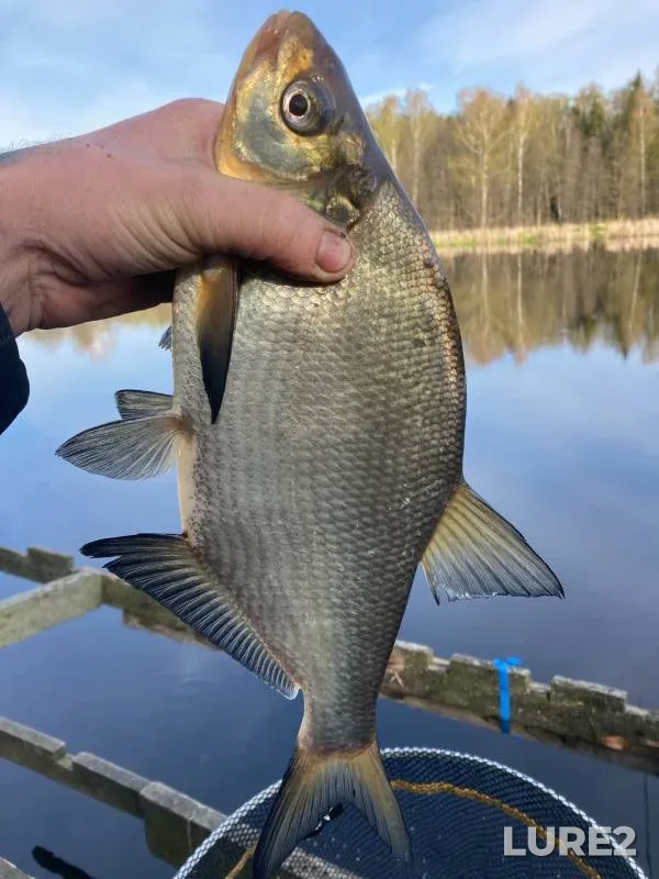 Bream — Volkhov, Sep 17, 2023