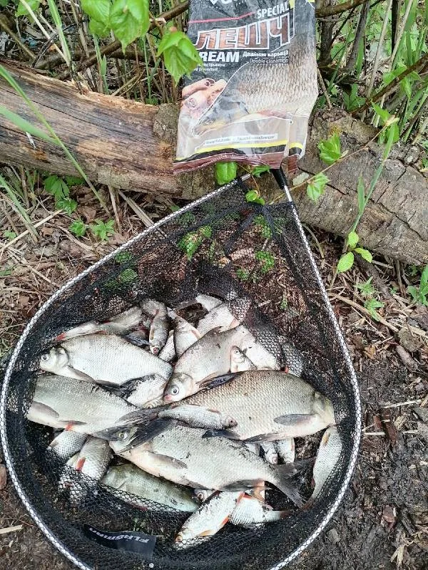 Лещ, Окунь