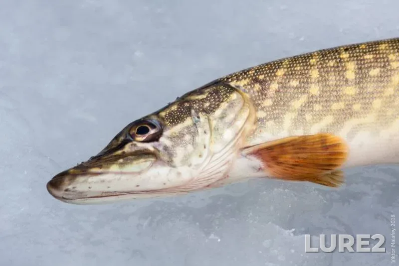 Bream, Perch — Gat, May 22, 2022
