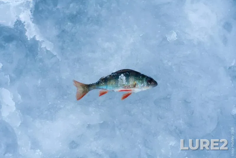 Perch — Rіvnenska oblast, Feb 10, 2018, 9:09 AM