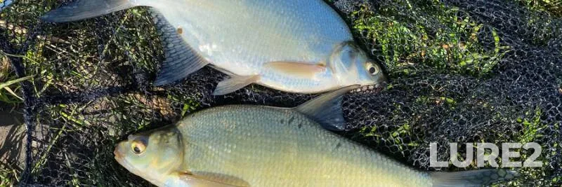 Bream, White bream — Ternopіlska oblast, Jun 07, 2020