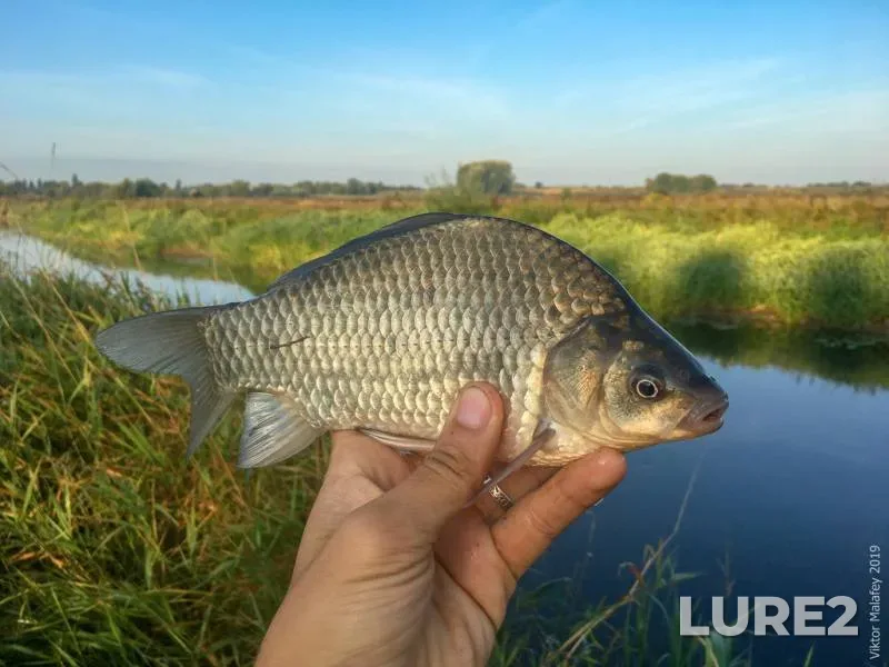 Crucian carp — Rіvnenska oblast, Aug 25, 2019, 7:24 AM