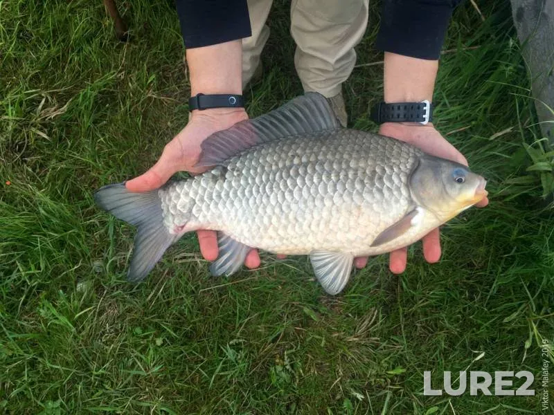 Crucian carp — Volinska oblast, May 21, 2019, 7:09 PM