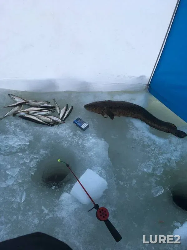 Burbot — Imandra, Apr 20, 2018