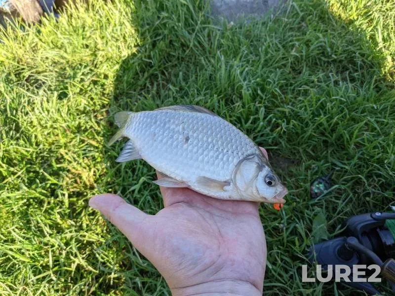 Crucian carp — Rіvnenska oblast, May 29, 2021, 8:17 AM