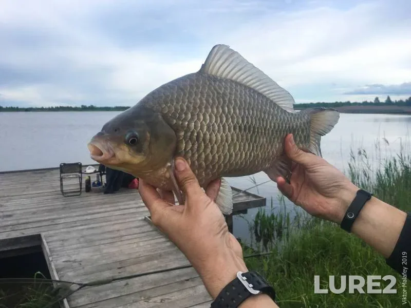 Perch — Sіverskiy Donets / Severskiy Donets, Mar 05, 2023