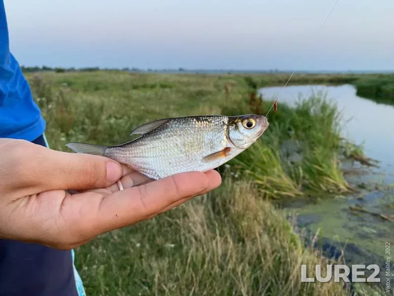 Bream — Strusto, Jun 25, 2014