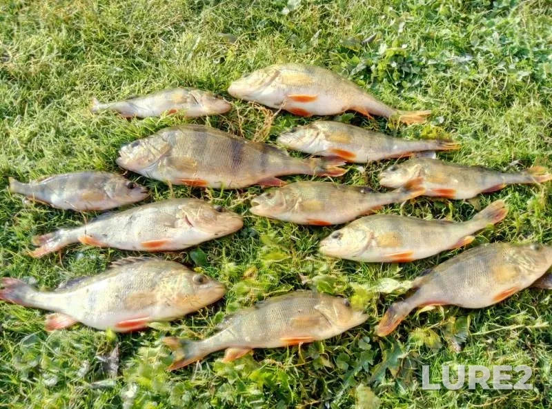 Perch — Volinska oblast, Oct 18, 2017
