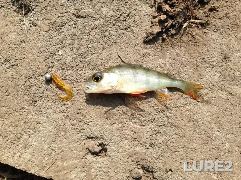 Perch — Rіvnenska oblast, Aug 26, 2017, 1:05 PM