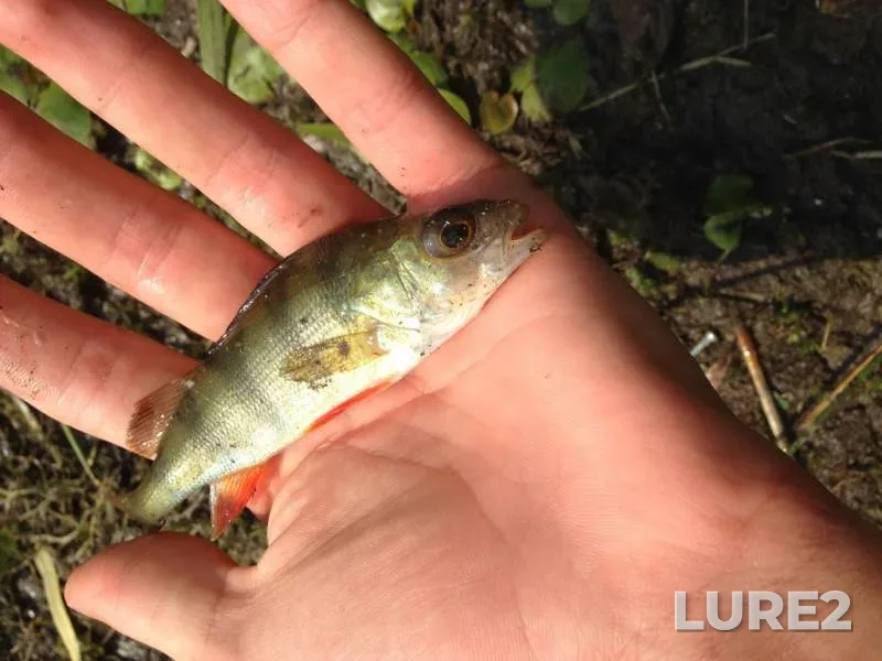 Perch — Rіvnenska oblast, Aug 26, 2017, 12:48 PM