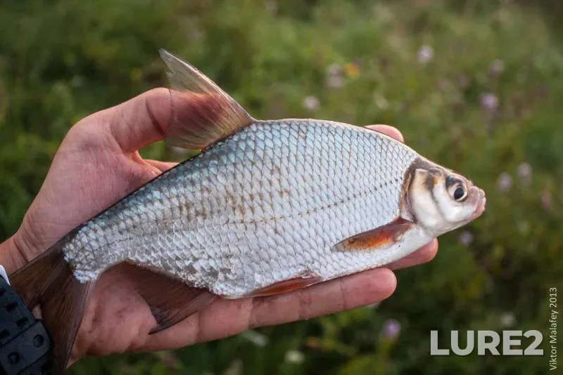 White bream — Rіvnenska oblast, Aug 05, 2013, 5:34 AM
