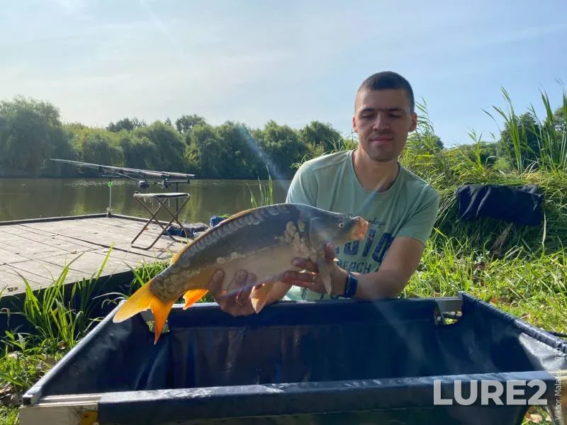 Carp — Zhitomirska oblast, Sep 20, 2020, 10:57 AM