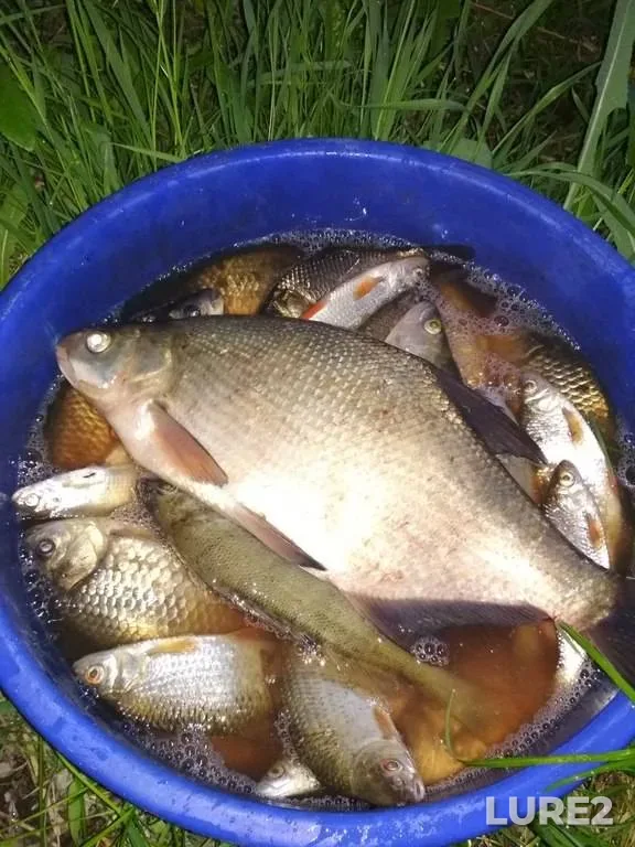 Bream, Crucian carp — Rіvnenska oblast, May 28, 2019