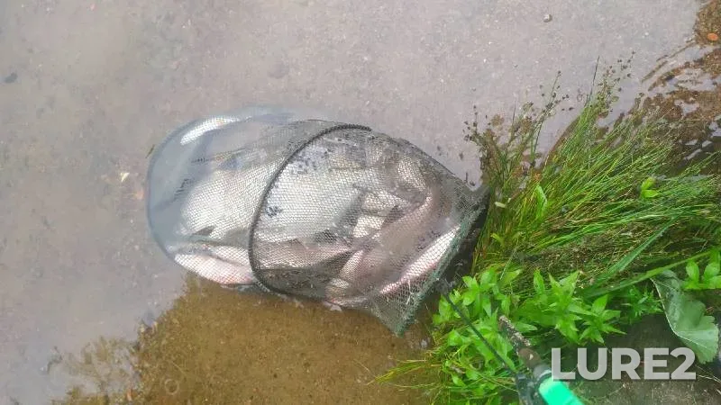 Bream — Chukhonka, Aug 01, 2021