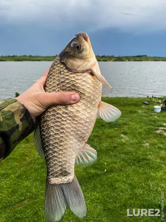 Crucian carp — Lvіvska oblast, May 01, 2020, 5:51 PM