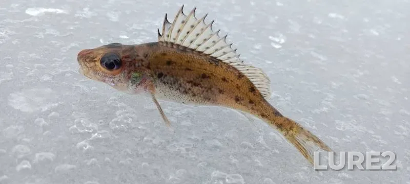 Roach, White bream — Pella, Feb 18, 2024