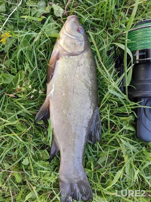 Tench — Rіvnenska oblast, May 29, 2021, 6:55 PM