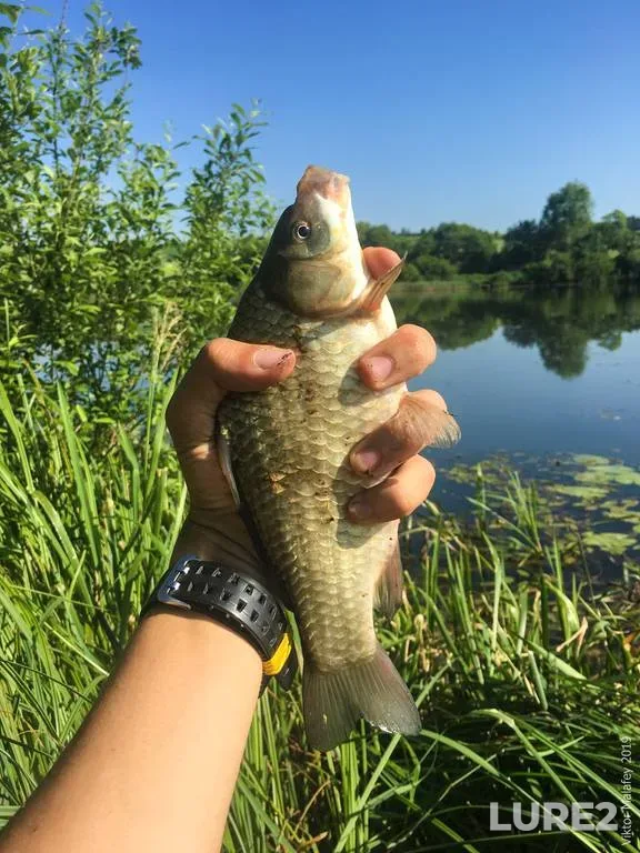 Crucian carp — Rіvnenska oblast, Jun 15, 2019, 9:10 AM