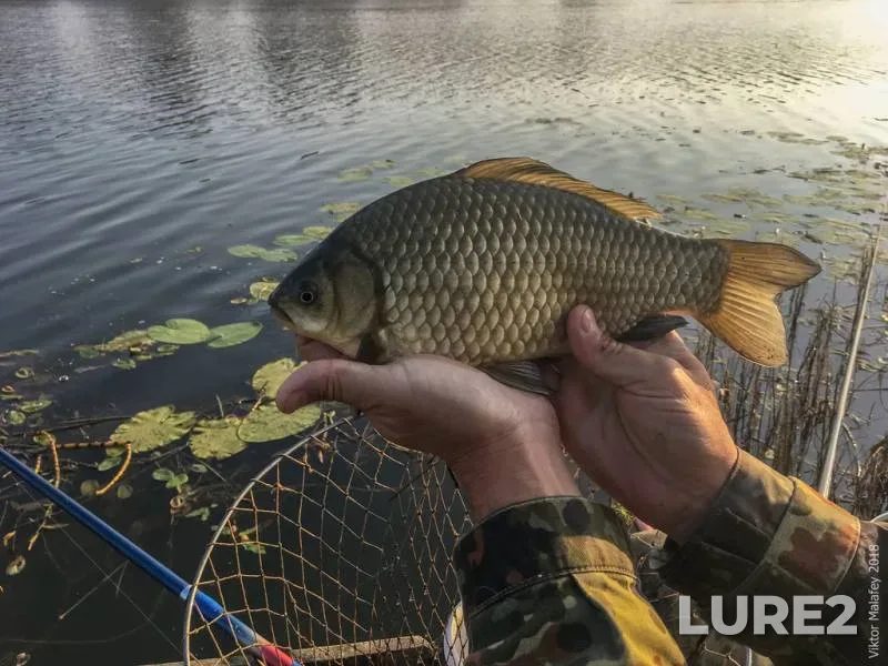 Bream, Roach — Morochno, Apr 10, 2020