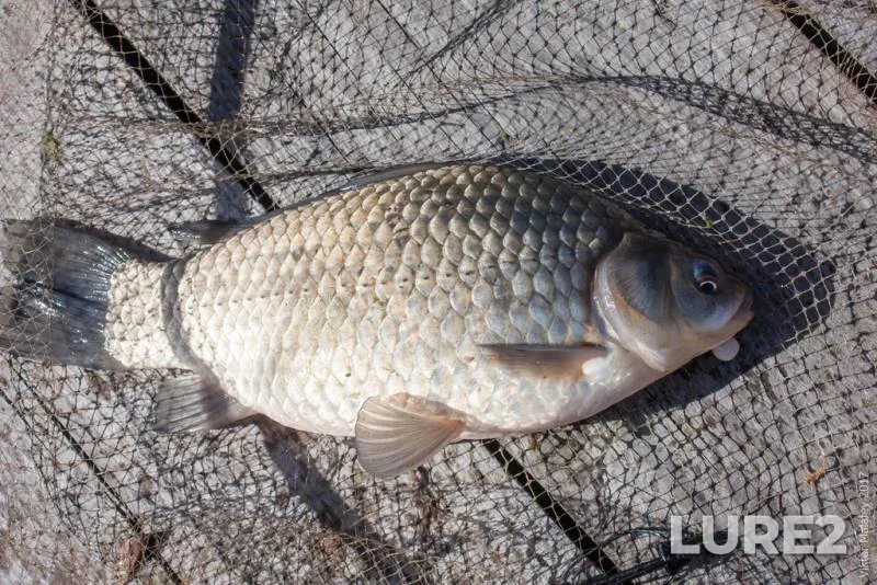 Crucian carp — Volinska oblast, May 29, 2017, 7:12 AM
