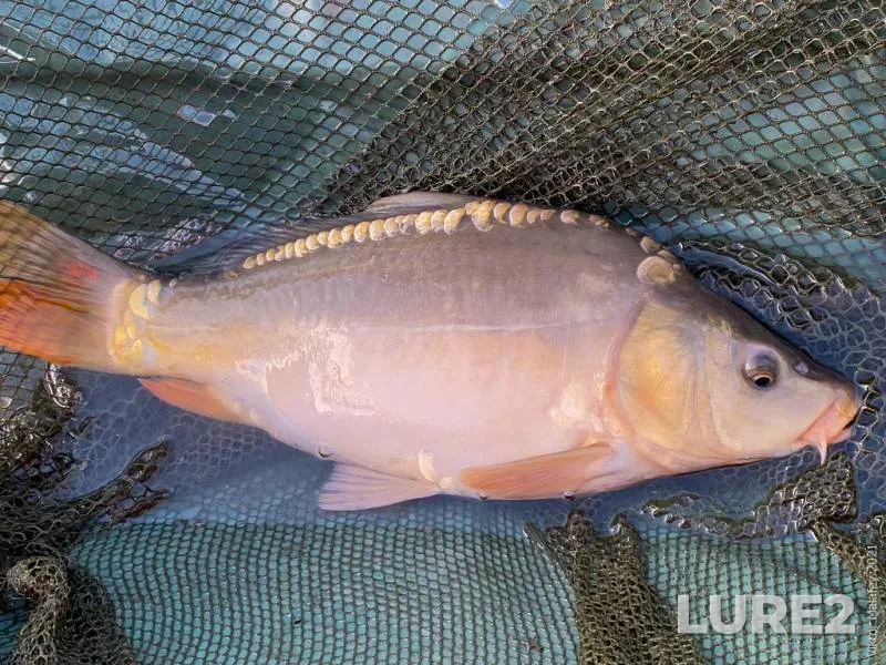 Carp — Rіvnenska oblast, Jun 05, 2021, 7:14 AM